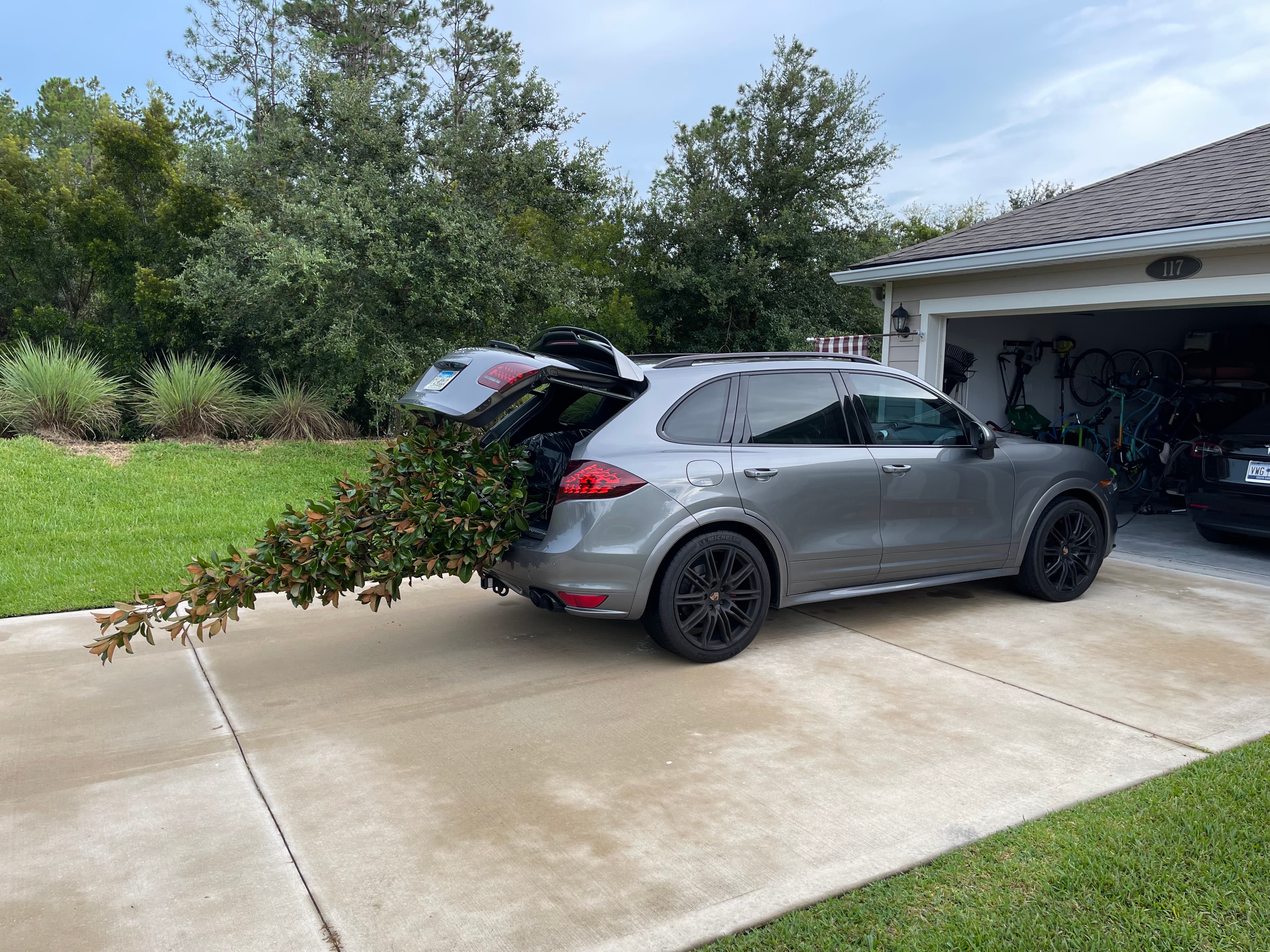 Magnificent Magnolia Trees: Beauty, History, and Symbolism